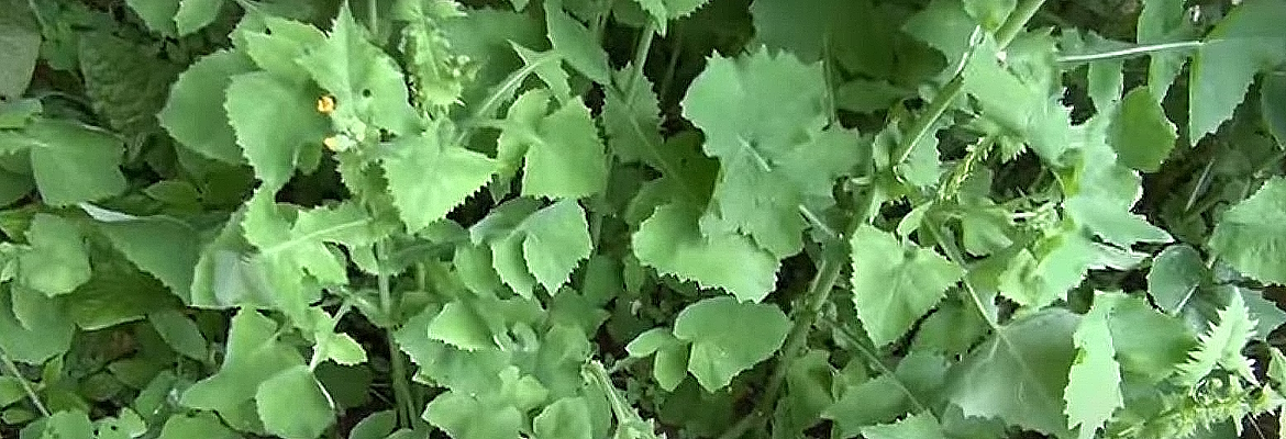 Titolo: Wild Lettuce